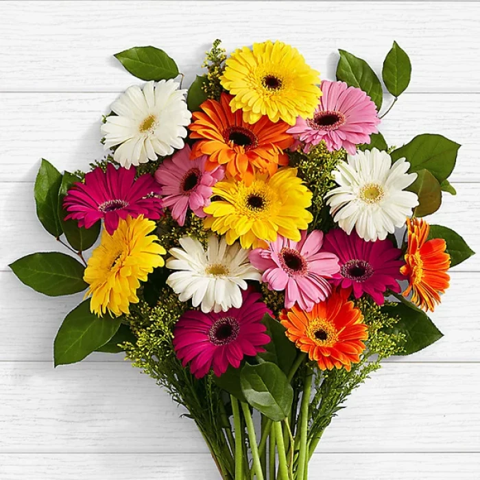 Gerbera Daisies