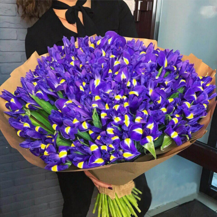 Premium 100 Stem Iris flower Bouquet